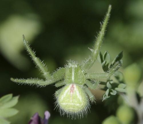 Heriaeus hirtus